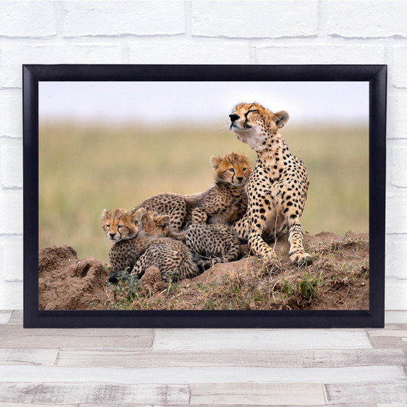 Africa Wild Nature Tree Sun Cheetah Feline Wall Art Print