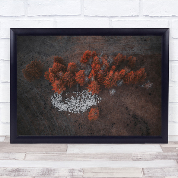 Shepherd Group Red tree forest aerial view Wall Art Print