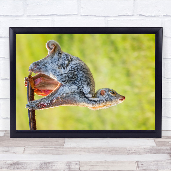 Warming Up Animal gripping stick Bent neck Wall Art Print