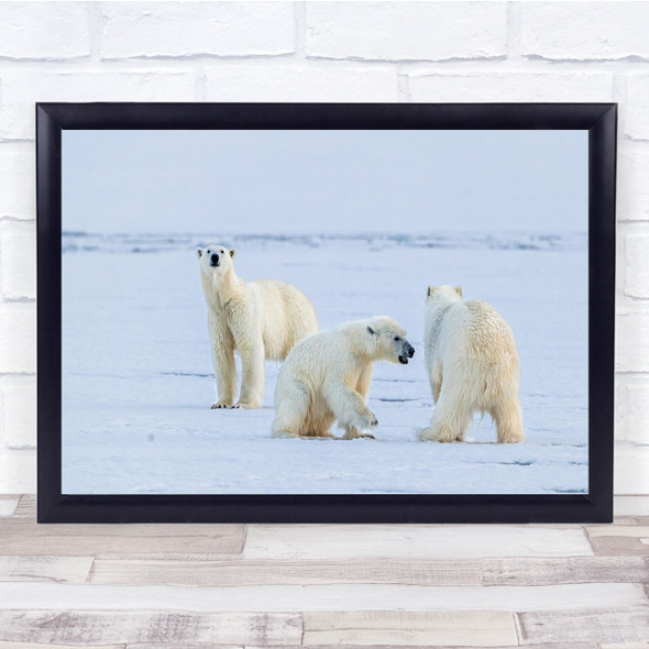 Wildlife Nature Animals Polar Bears Arctic Wall Art Print