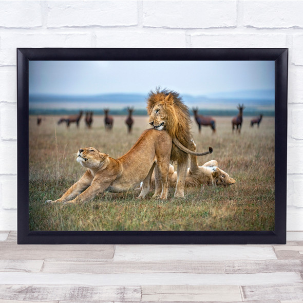 Africa Lions Safari Kenya Savannah Plains Wall Art Print