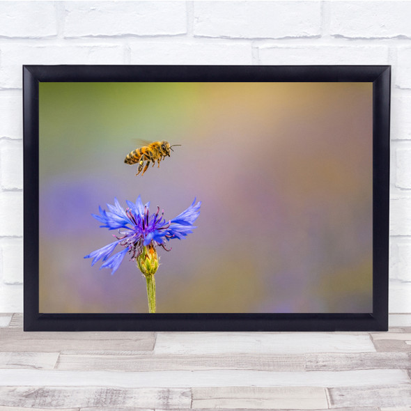 Bee Closeup Fly Flower Insect Macro Bokeh Wall Art Print