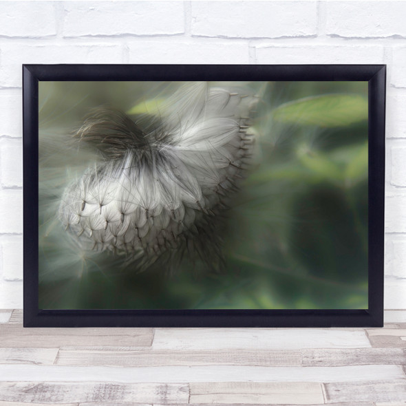 Flower Seeds Thistle Fluff Plant Artistic Wall Art Print