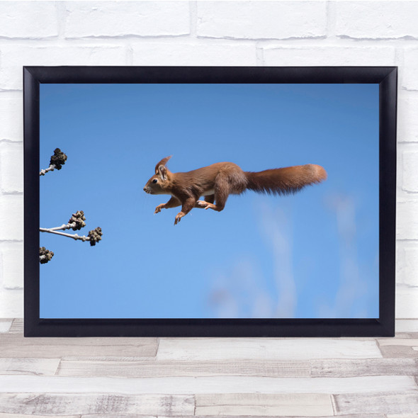 Squirrel Rodent Animal Sky Jumping Flying Wall Art Print