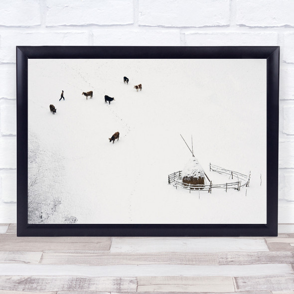 White Confusion cows in snow field fenced Wall Art Print