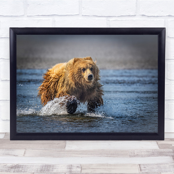 Wildlife Nature Animals brown bear action Wall Art Print