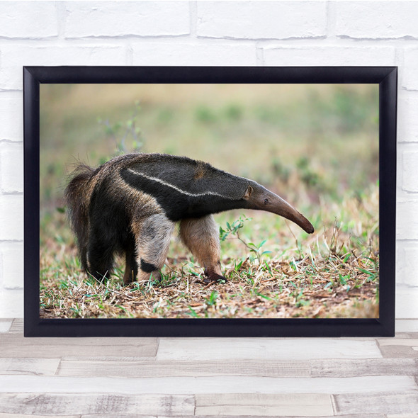 Anteater Wildlife Nature Brazil Pantanal Wall Art Print