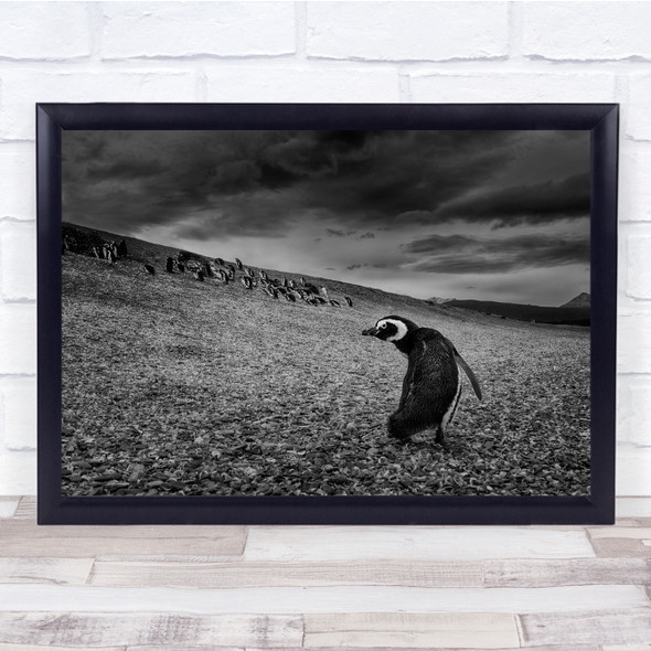 black and white beach penguins searching Wall Art Print