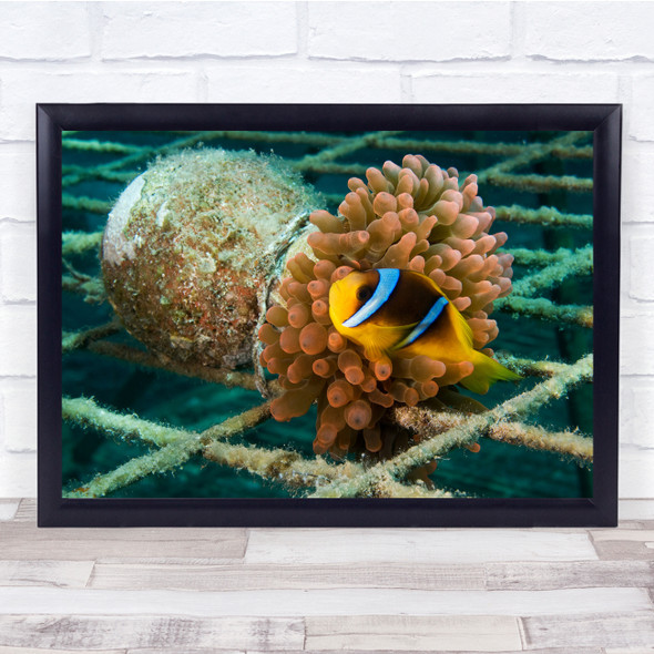 Clown Fish Sea Ocean Home Crossed Orange Wall Art Print