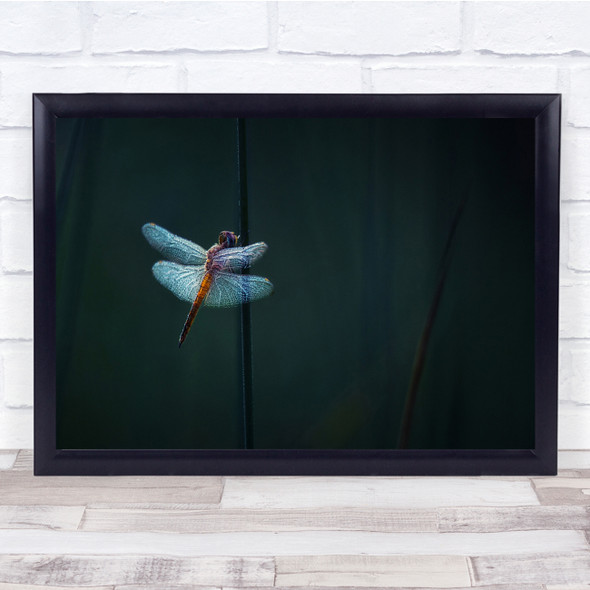 Dew Dragonflies Macro Wings Bugs Insects Wall Art Print