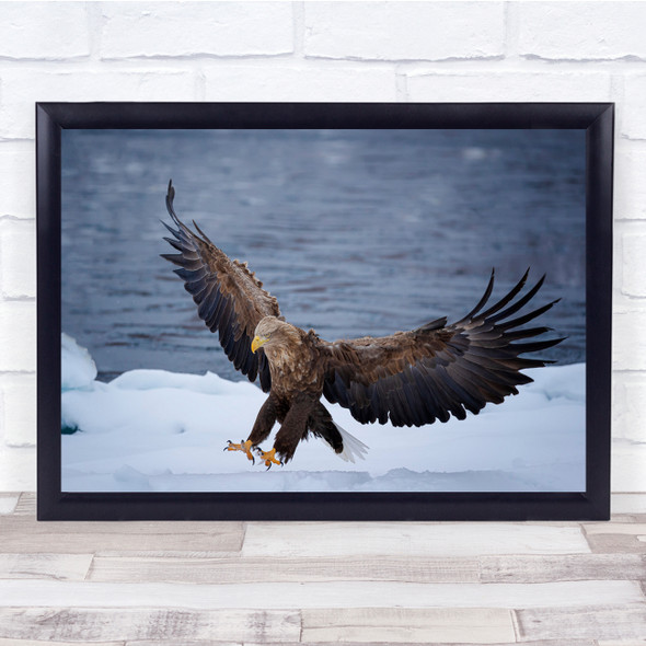 Eagle Wingspread Landing winter Wildlife Wall Art Print