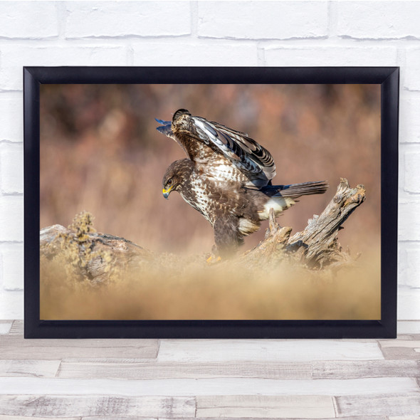 Eagles Brown Bokeh Bird Animals Wildlife Wall Art Print