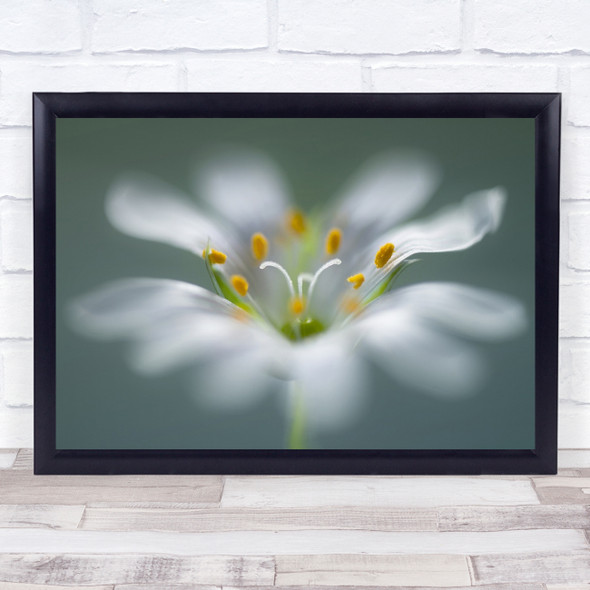 Flower Macro Soft Blur Blurry Stitchwort Wall Art Print