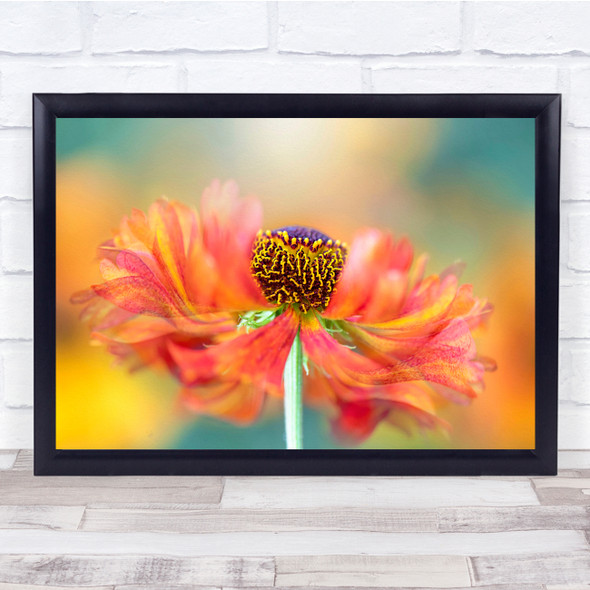 Flower Orange Sneeze weed Summer Blossom Wall Art Print