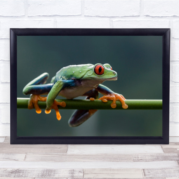 Frogs Animals Tree Close-Up Bokeh nature Wall Art Print