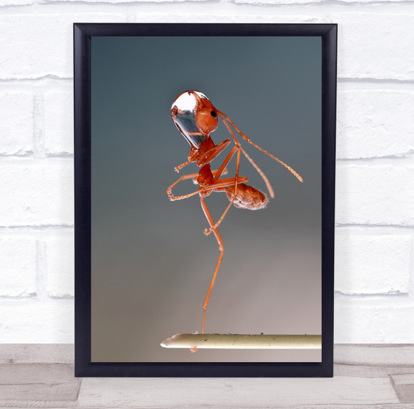 Indonesia Dance With Dew Red Ant balance Wall Art Print