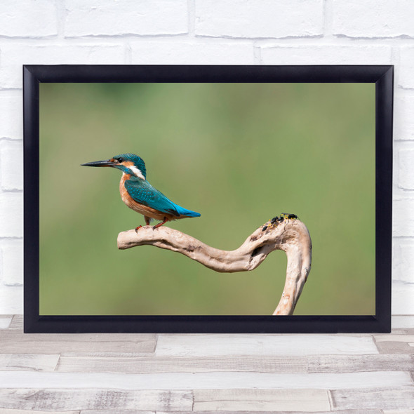 Kingfisher Bird Wildlife Branch Untitled Wall Art Print