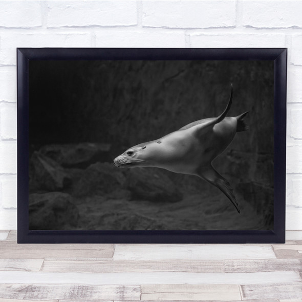 Manuver Seal swimming Sealife underwater Wall Art Print