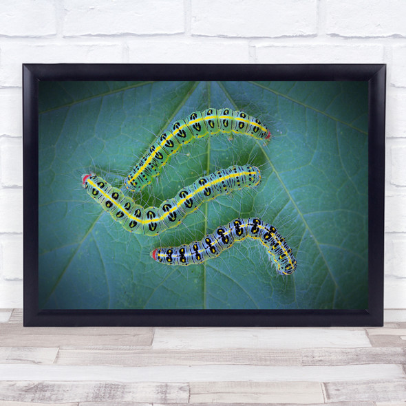 Orugas Caterpillars on leaf insects bugs Wall Art Print