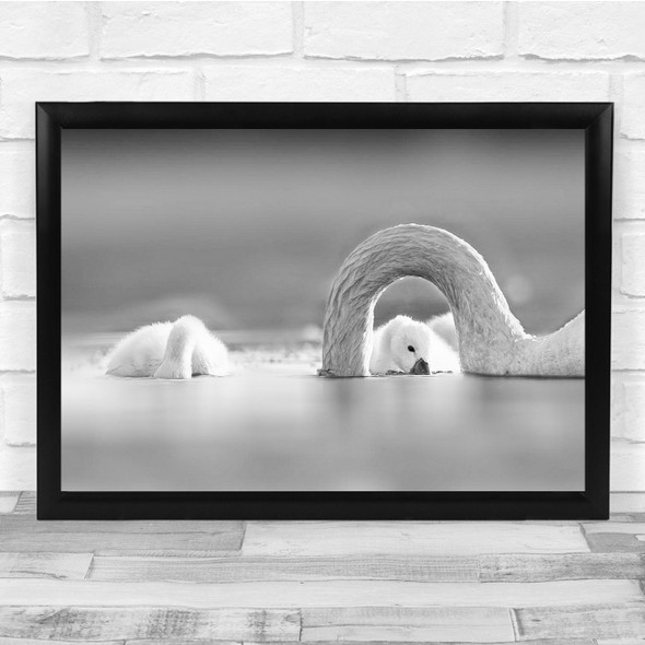 Swans Neck Black & White Ducklings Water Wall Art Print