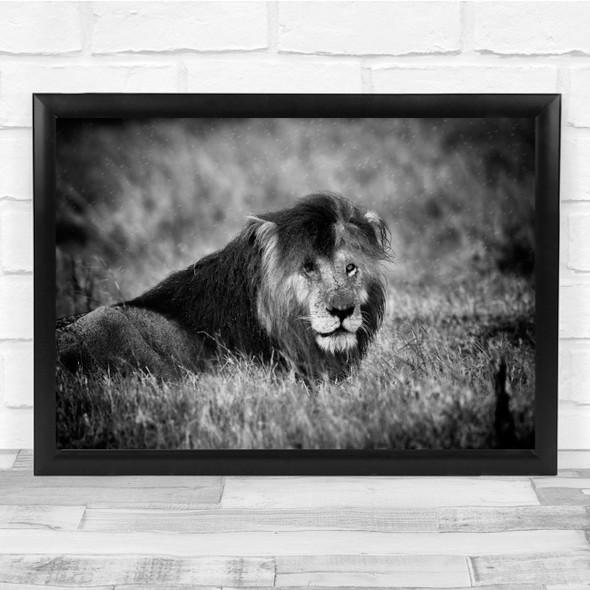 Wildlife Animal Bokeh Black & White Lion Wall Art Print