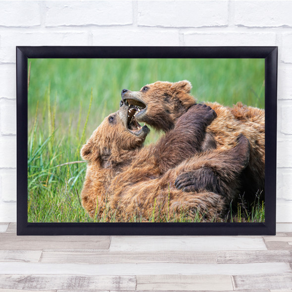 Wildlife Nature Animal Bears Brown fight Wall Art Print