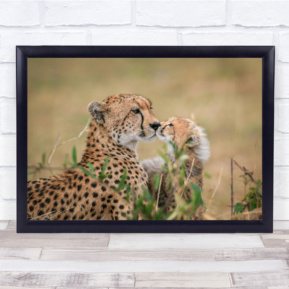 Wildlife Nature Animal Cheetahs cub Kiss Wall Art Print