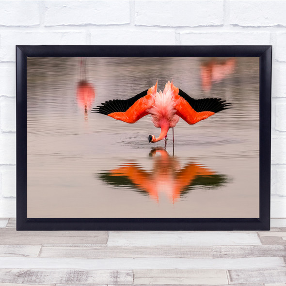 Animals Flamingo Birds Water Reflection Wall Art Print