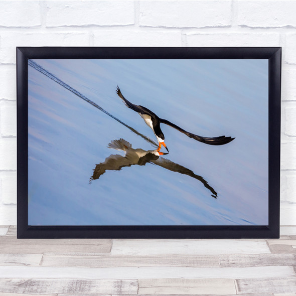 Bird Skimmer Tilted Skimming reflection Wall Art Print