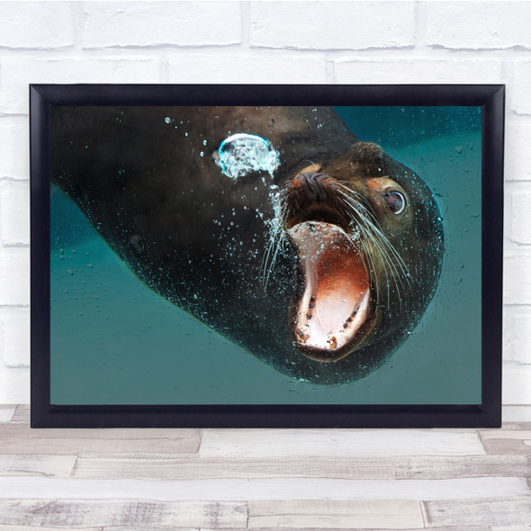 Buddy Seal underwater mouth open Bubble Wall Art Print