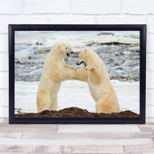 Canada polar Bears Duel Challenge Fight Wall Art Print
