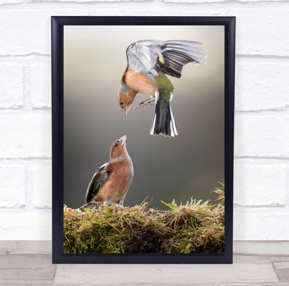 Chaffinch Display birds together nature Wall Art Print