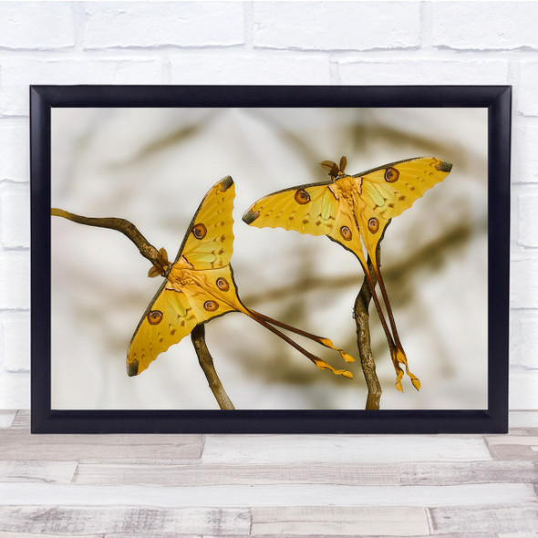 Comet Moths yellow insects twigs nature Wall Art Print