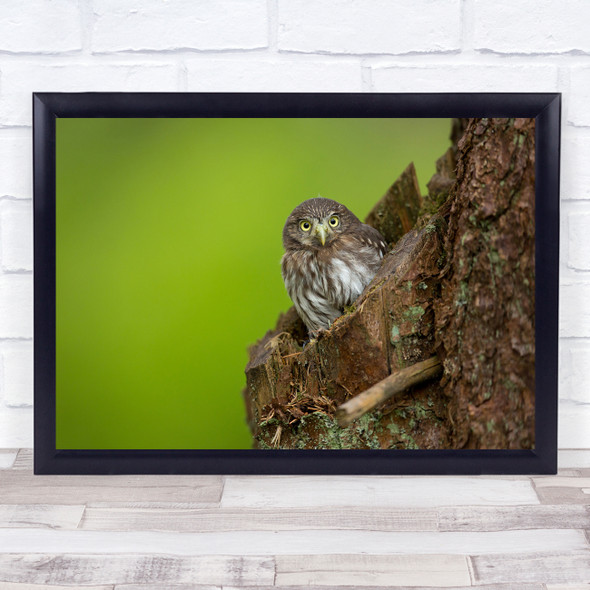Eurasian Pygmy Owl wildlife animal tree Wall Art Print