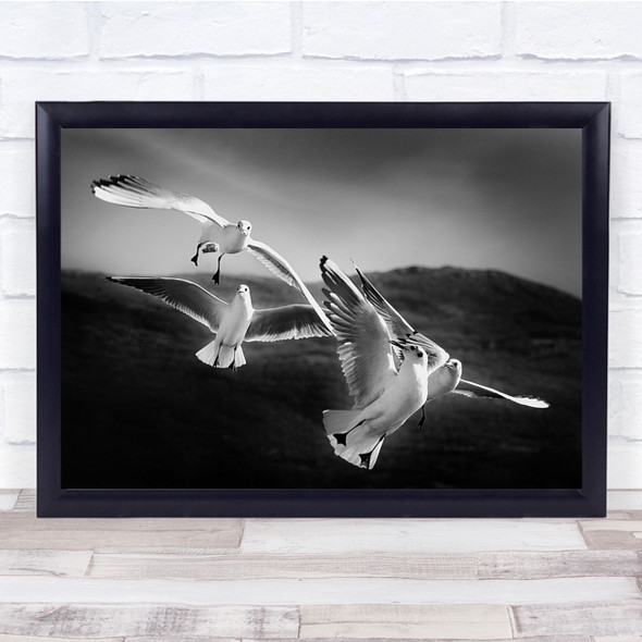 Food Combat birds in flight Black White Wall Art Print