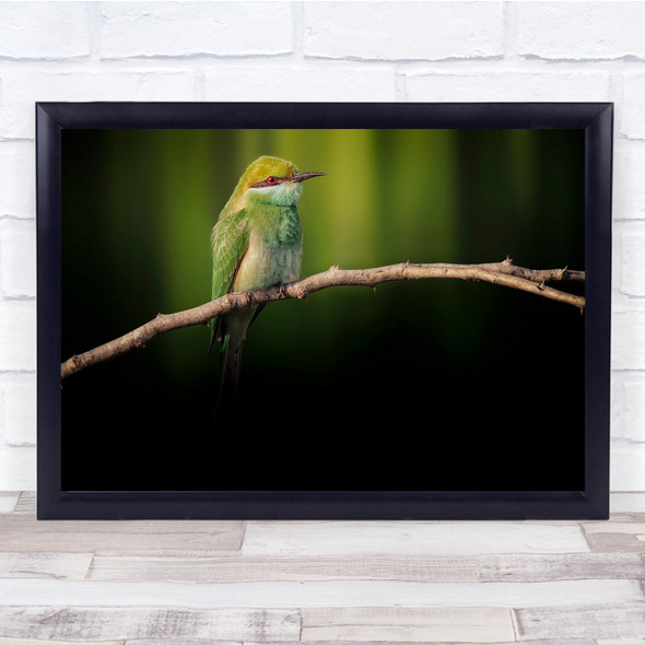 Little Bee-Eater Twig Bird Green Yellow Wall Art Print