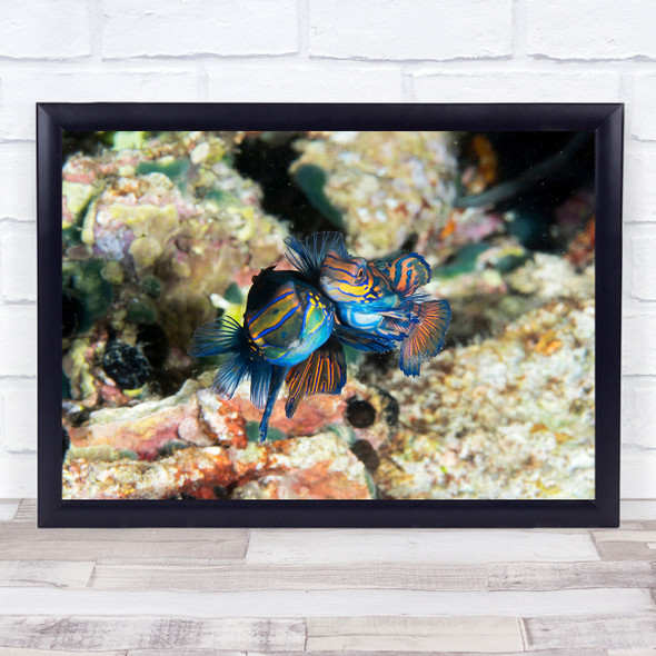 Mating Mandarin Fish underwater Sealife Wall Art Print