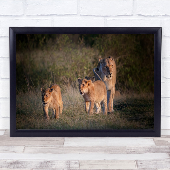 Panoramic Wildlife Nature Animals Lions Wall Art Print