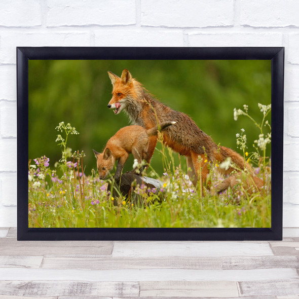 Red Fox and cub wildlife animals nature Wall Art Print
