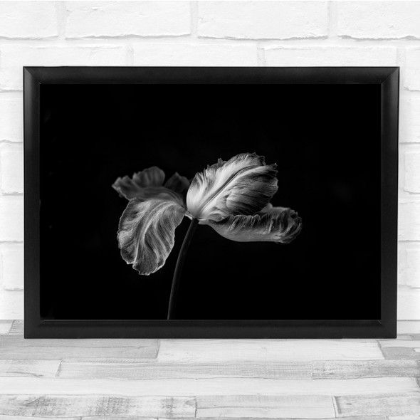 Tulip Monochrome Black-and-white nature Wall Art Print