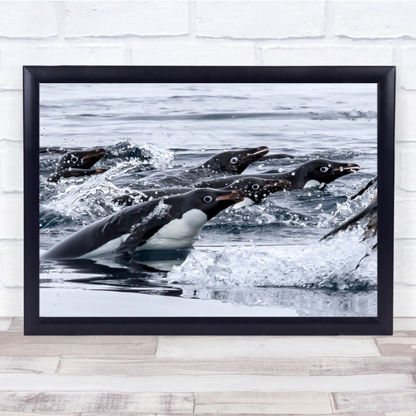 Water Sport Antartica Penguins Wildlife Wall Art Print