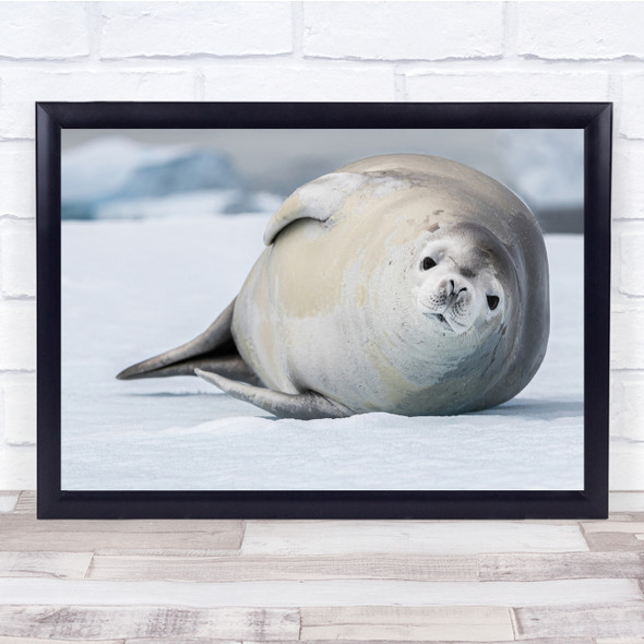 Wildlife Nature Animal Lazy Seal Winter Wall Art Print