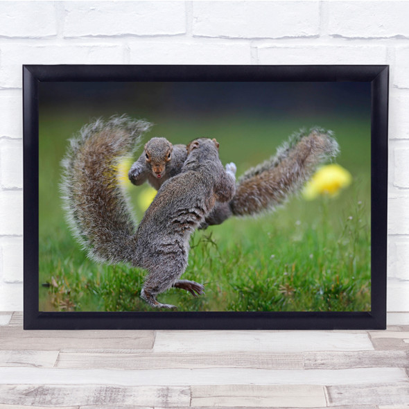 Animal Squirrel Fighting Boxing Humour Wall Art Print