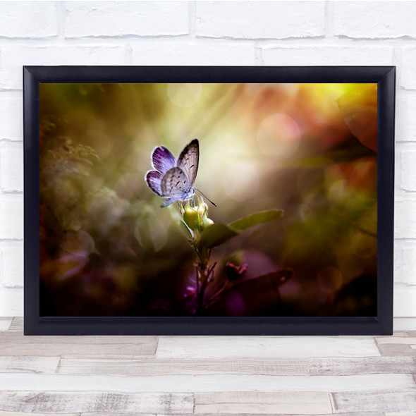 Butterflies Bokeh Insects Wings Colors Wall Art Print