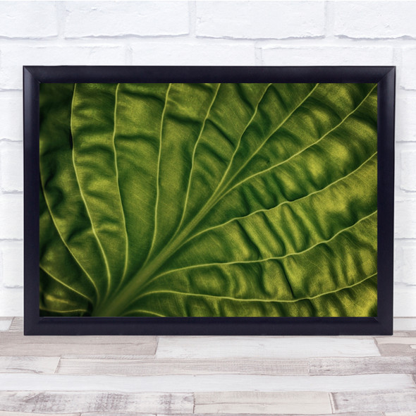 Close up Leaf Of A Hosta details Green Wall Art Print