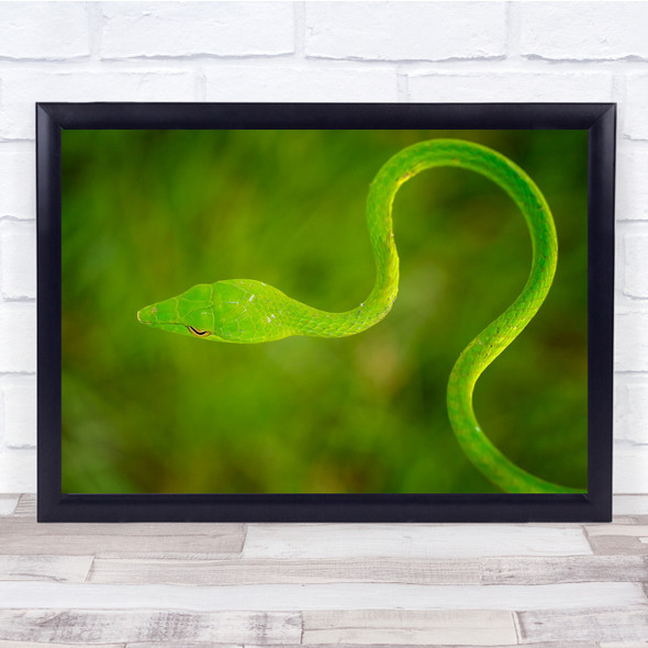 Curve Thin Green Snake animal wildlife Wall Art Print