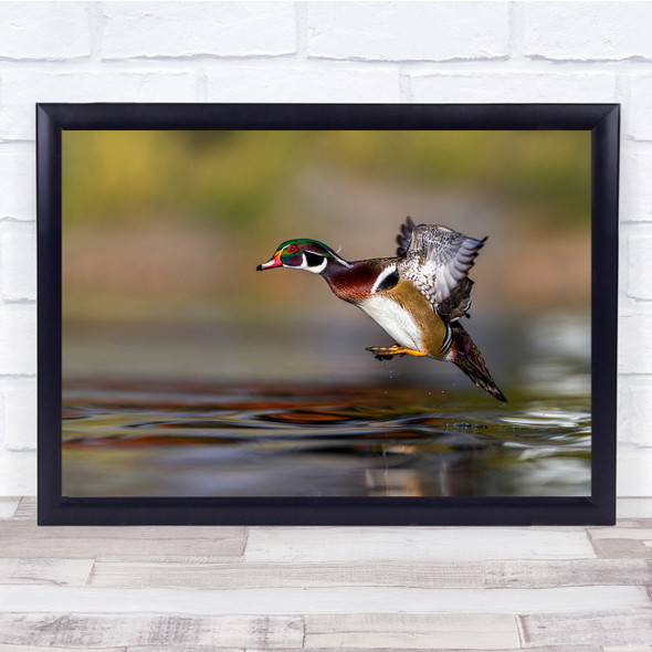 Duck Wildlife Nature Animal Bird Water Wall Art Print