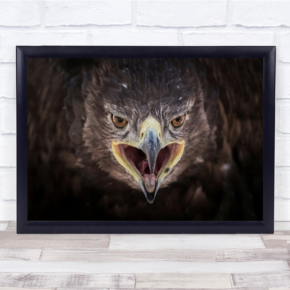 Eagle Face Beak Hunting Eyes In Flight Wall Art Print