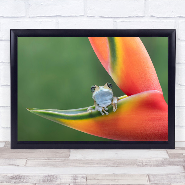 Frog Macro Rain Forest Animals Flowers Wall Art Print