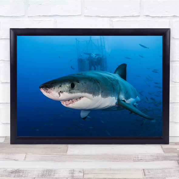 Great White Shark Animal Sealife Ocean Wall Art Print